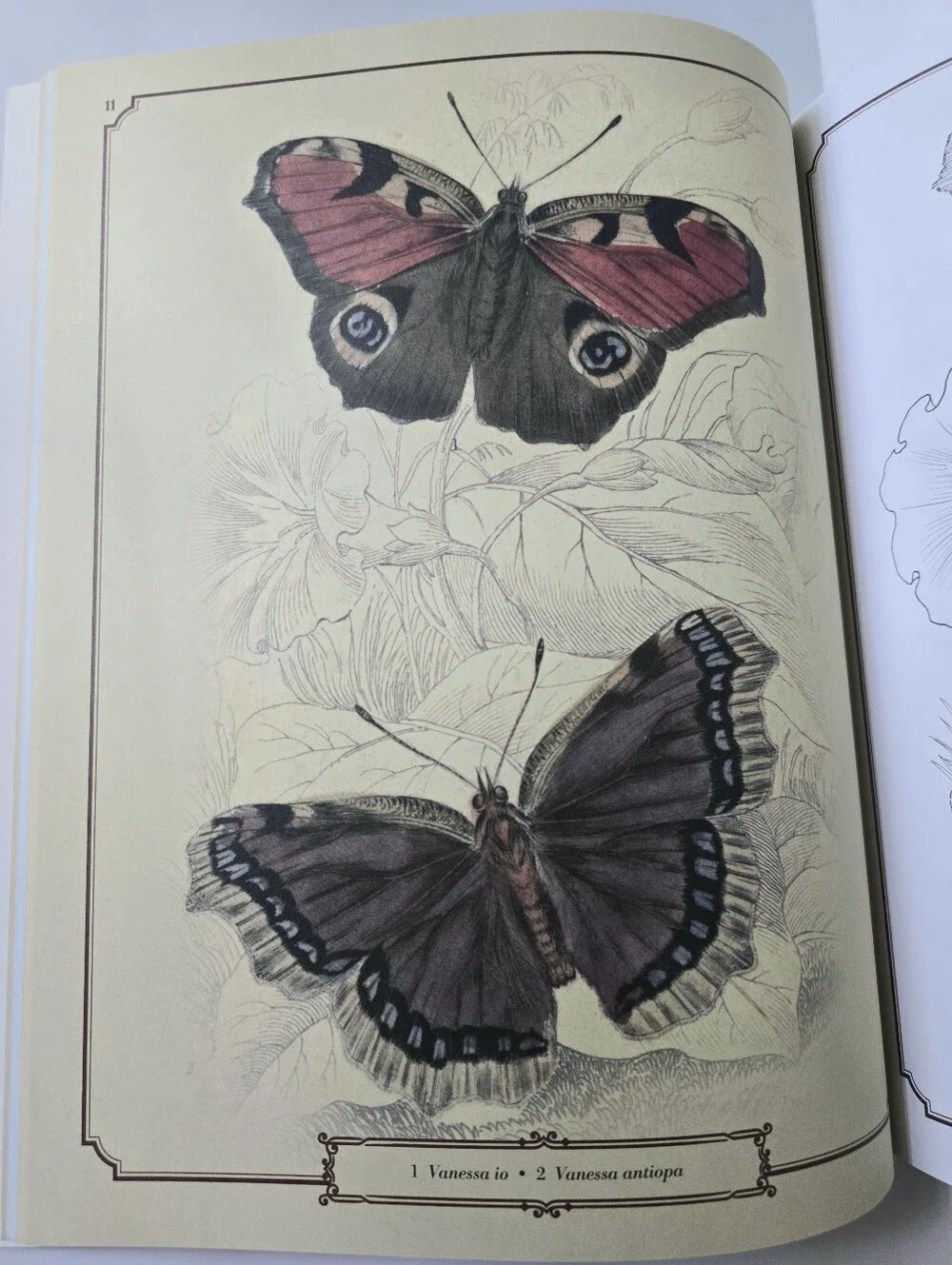 The Beautiful Nature Adult Vintage Coloring Book
